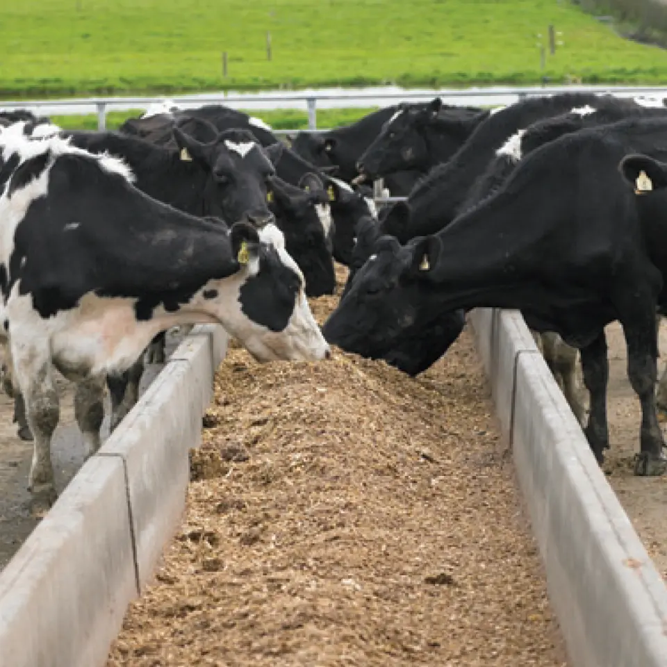 Feed Trough