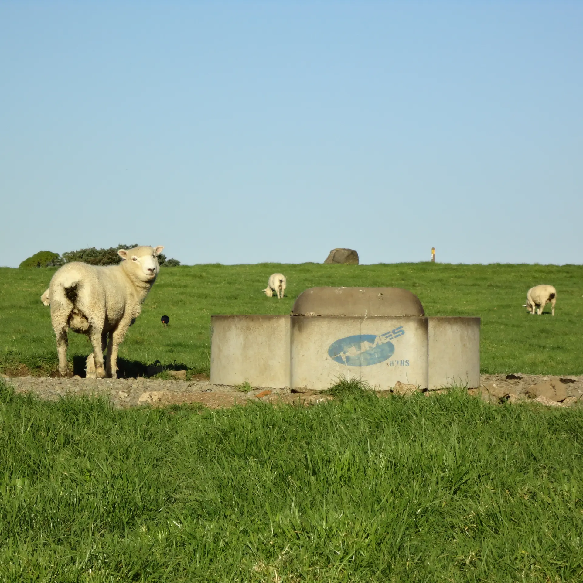 troughs with sheep 1